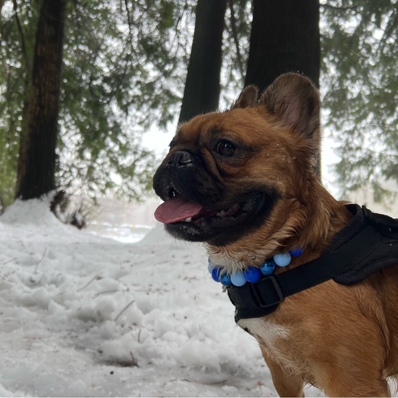 Handcrafted Beaded Dog Collar - Skye - Blue Beaded Acrylic Beads - Picture 5 of 13